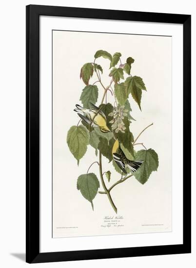 Hemlock Warbler-null-Framed Giclee Print