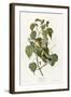 Hemlock Warbler-null-Framed Giclee Print