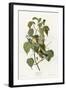 Hemlock Warbler-null-Framed Giclee Print