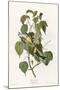 Hemlock Warbler-null-Mounted Giclee Print