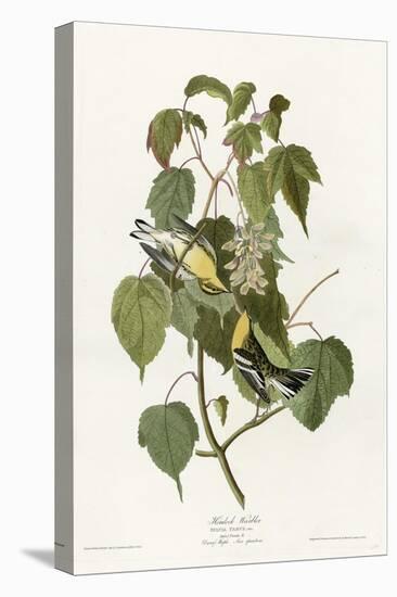 Hemlock Warbler-null-Stretched Canvas