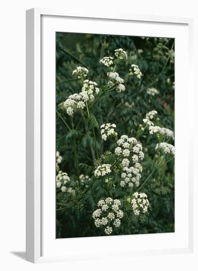 Hemlock-Allen Paterson-Framed Photographic Print