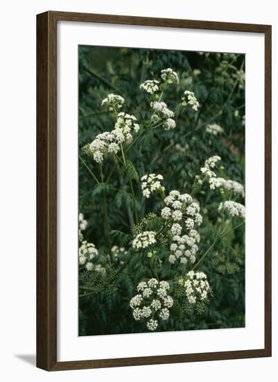 Hemlock-Allen Paterson-Framed Photographic Print