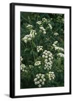 Hemlock-Allen Paterson-Framed Photographic Print