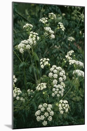 Hemlock-Allen Paterson-Mounted Photographic Print