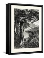 Hemlocks of Lake Otsego, USA-null-Framed Stretched Canvas