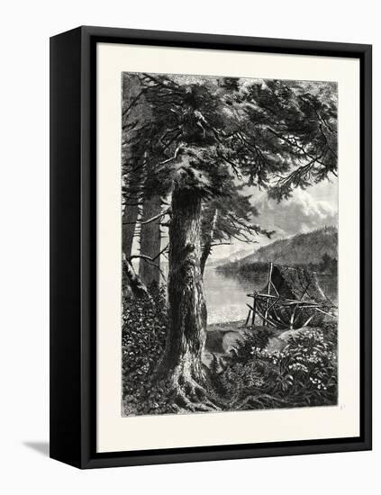 Hemlocks of Lake Otsego, USA-null-Framed Stretched Canvas