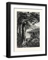 Hemlocks of Lake Otsego, USA-null-Framed Giclee Print