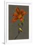 Hemorocallus (Day Lily), 1830 (Bodycolour on Paper with a Prepared Ground)-Louise D'Orleans-Framed Giclee Print