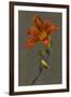 Hemorocallus (Day Lily), 1830 (Bodycolour on Paper with a Prepared Ground)-Louise D'Orleans-Framed Giclee Print