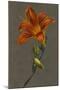 Hemorocallus (Day Lily), 1830 (Bodycolour on Paper with a Prepared Ground)-Louise D'Orleans-Mounted Giclee Print