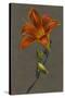 Hemorocallus (Day Lily), 1830 (Bodycolour on Paper with a Prepared Ground)-Louise D'Orleans-Stretched Canvas