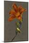 Hemorocallus (Day Lily), 1830 (Bodycolour on Paper with a Prepared Ground)-Louise D'Orleans-Mounted Giclee Print