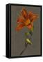 Hemorocallus (Day Lily), 1830 (Bodycolour on Paper with a Prepared Ground)-Louise D'Orleans-Framed Stretched Canvas