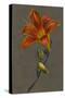 Hemorocallus (Day Lily), 1830 (Bodycolour on Paper with a Prepared Ground)-Louise D'Orleans-Stretched Canvas