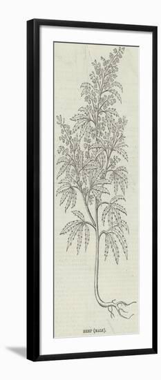 Hemp, Male-null-Framed Giclee Print