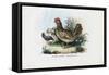 Hen, 1863-79-Raimundo Petraroja-Framed Stretched Canvas