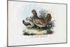 Hen, 1863-79-Raimundo Petraroja-Mounted Giclee Print