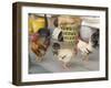 Hen at Wat Pa Pong, Chiang Mai, Thailand-Gavriel Jecan-Framed Photographic Print