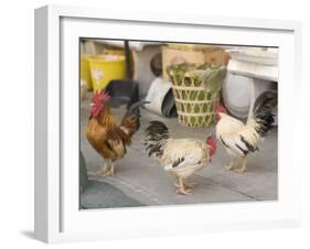 Hen at Wat Pa Pong, Chiang Mai, Thailand-Gavriel Jecan-Framed Photographic Print