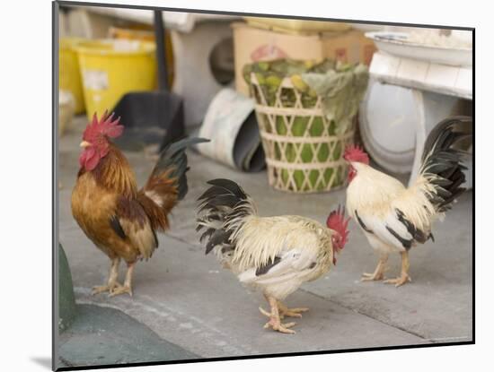 Hen at Wat Pa Pong, Chiang Mai, Thailand-Gavriel Jecan-Mounted Photographic Print