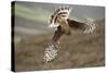 Hen Harrier (Circus Cyaneus) Female Diving to Nest Site, Carrying Nesting Material, UK, June-Mark Hamblin-Stretched Canvas