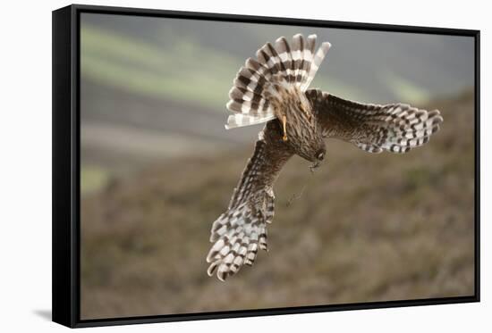 Hen Harrier (Circus Cyaneus) Female Diving to Nest Site, Carrying Nesting Material, UK, June-Mark Hamblin-Framed Stretched Canvas