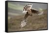 Hen Harrier (Circus Cyaneus) Female Diving to Nest Site, Carrying Nesting Material, UK, June-Mark Hamblin-Framed Stretched Canvas