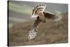 Hen Harrier (Circus Cyaneus) Female Diving to Nest Site, Carrying Nesting Material, UK, June-Mark Hamblin-Stretched Canvas