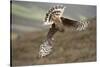 Hen Harrier (Circus Cyaneus) Female Diving to Nest Site, Carrying Nesting Material, UK, June-Mark Hamblin-Stretched Canvas