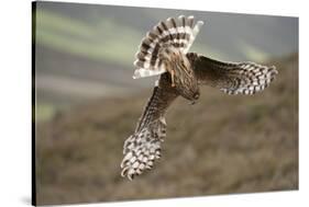 Hen Harrier (Circus Cyaneus) Female Diving to Nest Site, Carrying Nesting Material, UK, June-Mark Hamblin-Stretched Canvas