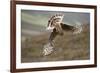 Hen Harrier (Circus Cyaneus) Female Diving to Nest Site, Carrying Nesting Material, UK, June-Mark Hamblin-Framed Photographic Print