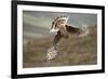 Hen Harrier (Circus Cyaneus) Female Diving to Nest Site, Carrying Nesting Material, UK, June-Mark Hamblin-Framed Photographic Print