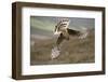 Hen Harrier (Circus Cyaneus) Female Diving to Nest Site, Carrying Nesting Material, UK, June-Mark Hamblin-Framed Photographic Print