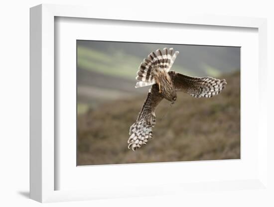 Hen Harrier (Circus Cyaneus) Female Diving to Nest Site, Carrying Nesting Material, UK, June-Mark Hamblin-Framed Photographic Print