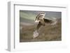 Hen Harrier (Circus Cyaneus) Female Diving to Nest Site, Carrying Nesting Material, UK, June-Mark Hamblin-Framed Photographic Print