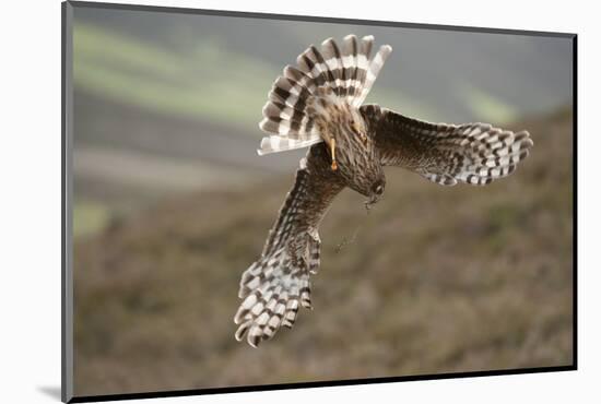 Hen Harrier (Circus Cyaneus) Female Diving to Nest Site, Carrying Nesting Material, UK, June-Mark Hamblin-Mounted Photographic Print