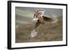 Hen Harrier (Circus Cyaneus) Female Diving to Nest Site, Carrying Nesting Material, UK, June-Mark Hamblin-Framed Photographic Print