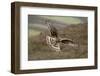 Hen Harrier (Circus Cyaneus) Female in Flight, Landing at Nest with Food for Chicks, Grampian, UK-Mark Hamblin-Framed Photographic Print