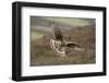 Hen Harrier (Circus Cyaneus) Female in Flight, Landing at Nest with Food for Chicks, Grampian, UK-Mark Hamblin-Framed Photographic Print