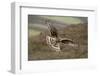 Hen Harrier (Circus Cyaneus) Female in Flight, Landing at Nest with Food for Chicks, Grampian, UK-Mark Hamblin-Framed Photographic Print