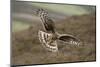 Hen Harrier (Circus Cyaneus) Female in Flight, Landing at Nest with Food for Chicks, Grampian, UK-Mark Hamblin-Mounted Photographic Print