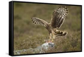 Hen Harrier (Circus Cyaneus) Female Landing on Rock, Glen Tanar Estate, Grampian, Scotland, UK-Mark Hamblin-Framed Stretched Canvas