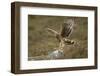 Hen Harrier (Circus Cyaneus) Female Landing on Rock, Glen Tanar Estate, Grampian, Scotland, UK-Mark Hamblin-Framed Photographic Print