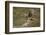 Hen Harrier (Circus Cyaneus) Female Landing on Rock, Glen Tanar Estate, Grampian, Scotland, UK-Mark Hamblin-Framed Photographic Print