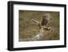 Hen Harrier (Circus Cyaneus) Female Landing on Rock, Glen Tanar Estate, Grampian, Scotland, UK-Mark Hamblin-Framed Photographic Print