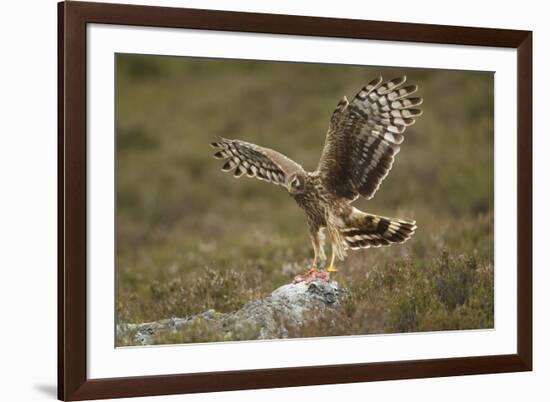 Hen Harrier (Circus Cyaneus) Female Landing on Rock, Glen Tanar Estate, Grampian, Scotland, UK-Mark Hamblin-Framed Photographic Print