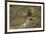 Hen Harrier (Circus Cyaneus) Female Landing on Rock, Glen Tanar Estate, Grampian, Scotland, UK-Mark Hamblin-Framed Photographic Print