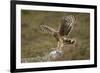 Hen Harrier (Circus Cyaneus) Female Landing on Rock, Glen Tanar Estate, Grampian, Scotland, UK-Mark Hamblin-Framed Photographic Print