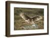 Hen Harrier (Circus Cyaneus) Female Landing on Rock in Moorland Habitat, Grampian, Scotland, UK-Mark Hamblin-Framed Photographic Print